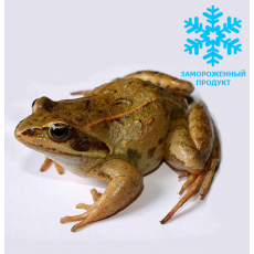 Лягушка кормовая замороженная, S
