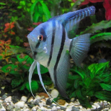 Скалярия зебра голубая (M) (Pterophyllum scalare var.)