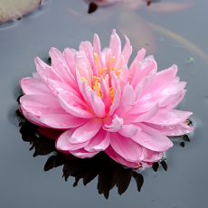 Нимфея Lilypons розовая, корневище