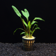 Криптокорина люценс (Cryptocoryne lucens) (в горшке)