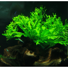 Папоротник Винделов (в горшке) (Microsorum pteropus Windelov)