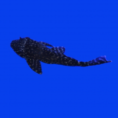 Сом Птеригоплихт оранжевый мрамор (S) (Pterygoplichthys sp)