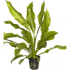 Эхинодорус Блехера (в горшке) (Echinodorus bleheri)