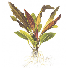 Эхинодорус Розе (в горшке) (Echinodorus sp. Rose)