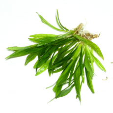 Эхинодорус квадрикостатус (с грузом)