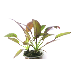 Эхинодорус Фантастический цвет (в горшке)