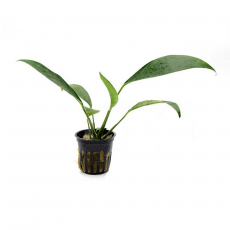 Анубиас Конгенсис (в горшке) (Anubias congensis)