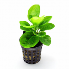 Эхинодорус горизонтальный мини (в горшке)