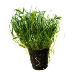 Лилеопсис новозеландский (в горшке) (Lilaeopsis novae-zelandiae)