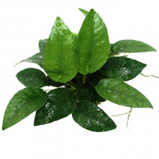 Анубиас Шорт энд Шарп L (в горшке) (Anubias species "Short & Sharp")