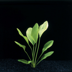 Эхинодорус грандифолиус (в горшке)