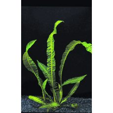 Апоногетон Боивинианус, шт. (Aponogeton boivinianus)