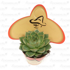 Суккулент микс Sombrero