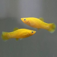 Моллинезия желтая
