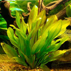 Эхинодорус Франс Стоффелс (в горшке)