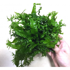 Папоротник Винделов (на пластинке) (Microsorum pteropus Windelov )