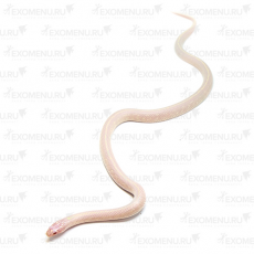 Королевская змея, Albino Stripe