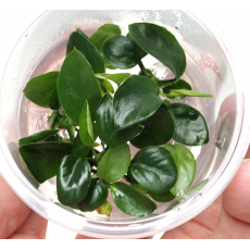 Анубиас Бартера (меристема)