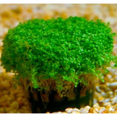 Хемиантус каллитрихоидес (в горшке)