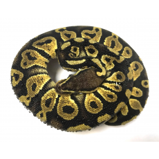 Королевский питон Pastel Chocolate
