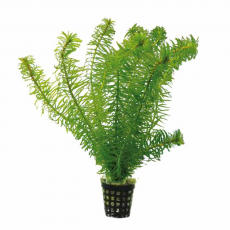Эгерия наяс (с грузом) (Egeria najas)