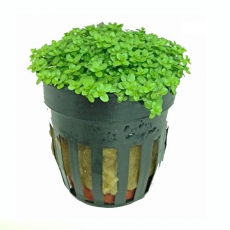 Хемиантус Куба (в горшке) (Hemianthus callitrichoides Cuba)