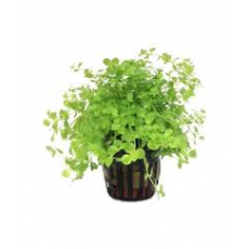 Микрантемум тенистый (в горшке) (Micranthemum umbrosum)