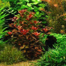 Людвигия красная (Ludwigia natans Super Red)