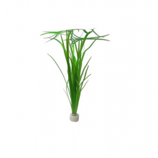 Валлиснерия американская (с грузом) (Vallisneria americana)