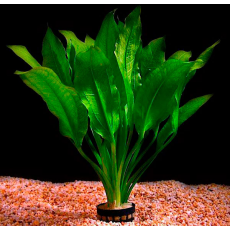 Эхинодорус амазонский (в горшке) (Echinodorus amazonicus)