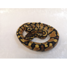 Королевский питон (Orange dream yellow belly), S