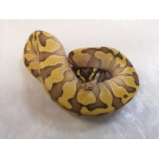 Королевский питон (Lesser Enchi), S
