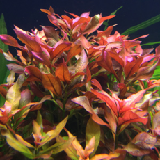 Людвигия перуанская Даймонд (в горшке) (Ludwigia peruviana)