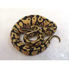 Королевский питон (Enchi yellow belly), S