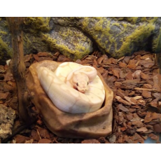 Королевский питон Banana Spider