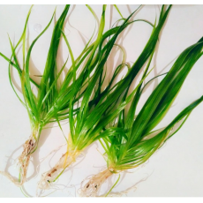 Бликса японская (горшок)