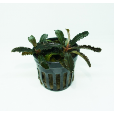 Буцефаландра Годзилла (в горшке)