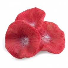 Коралл искусственный Laguna LD2916 Бластомусса мини, 56х52х31 мм