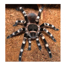 Паук-птицеед Ac. geniculata, самка, 3 см