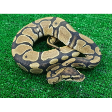 Королевский питон (pastel het piebald), M