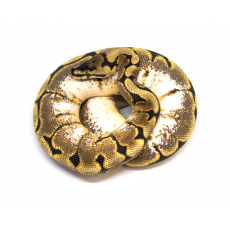 Королевский питон (Spider sugar yellow belly), L