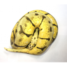 Королевский питон (Bumblebee yellow belly), M