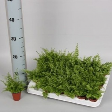 Нефролепис GREEN FANTASY
