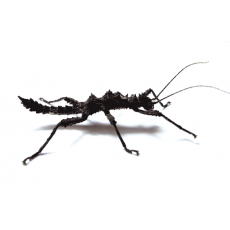 Палочник колючий