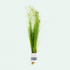 Элеохарис живородящий (с грузом) (Eleocharis vivipara)