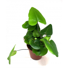 Хемионитис Arifolia