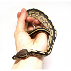 Королевский питон (Black Pastel Fire), L