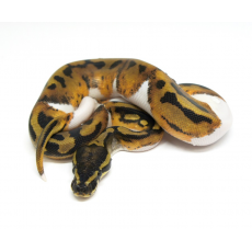 Королевский питон (Pied) S