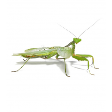 Богомол африканский