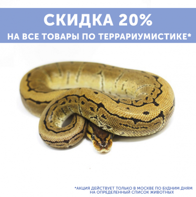 Скидка 20% на все товары для террариумистики, при покупке животного!*